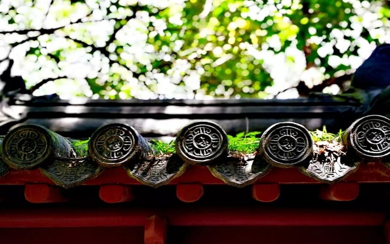 南京大学风景